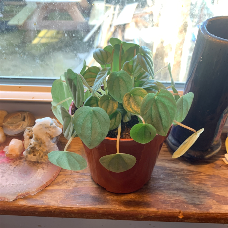 Silver Ripple Peperomia plant in a pot on a windowsill, appearing healthy.