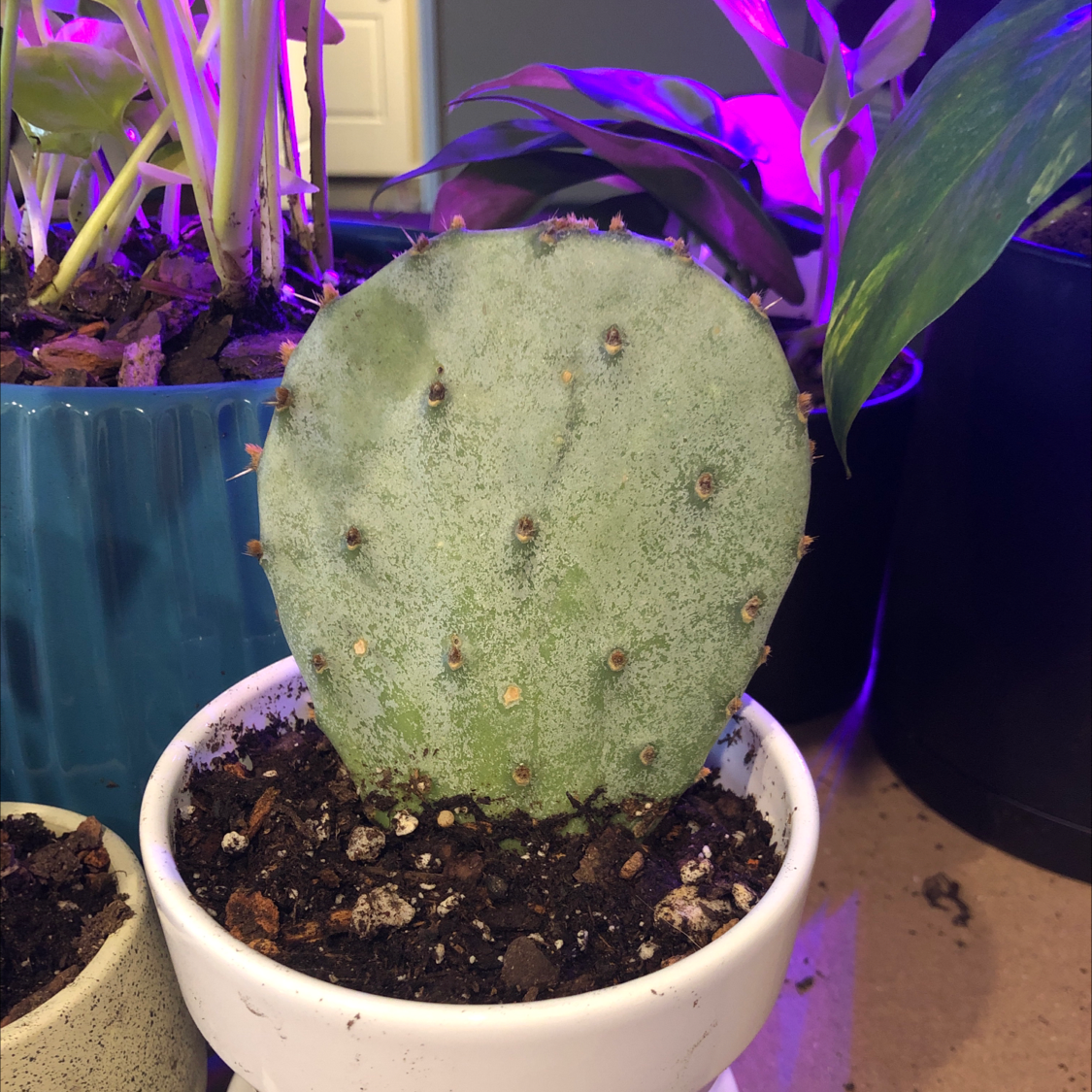 Bakersfield Beavertail Cactus in a white pot with visible soil, well-framed and focused.
