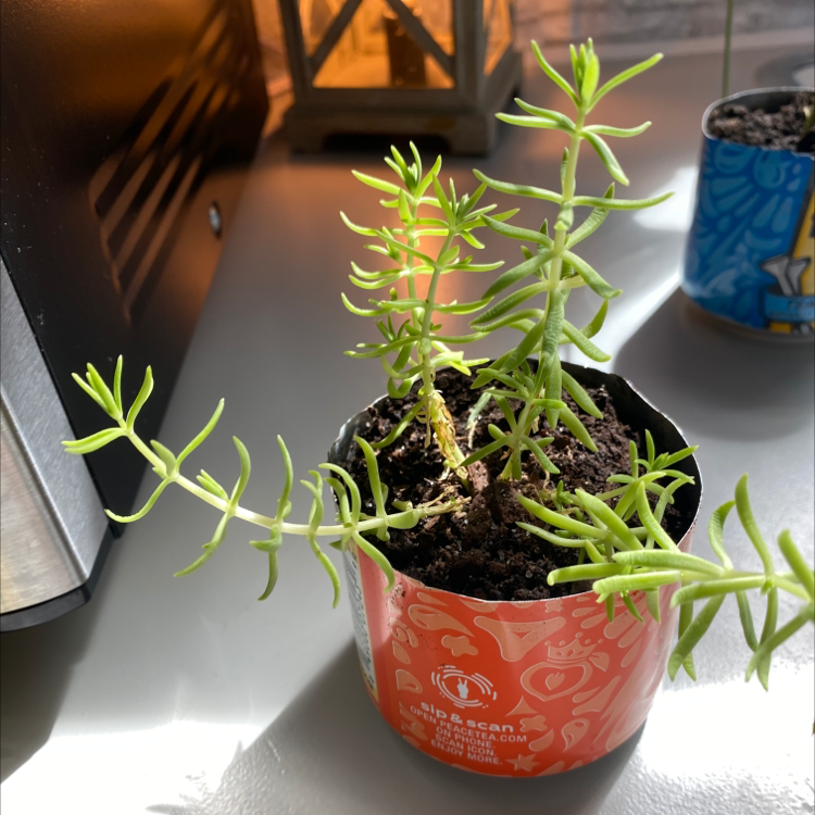 A healthy Moss Rose Purslane plant with bright green leaves in a red pot, well-framed on a white surface with other plants in the background.