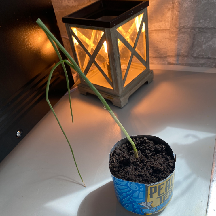 ️ How and When Should I Cut Back My Long Green Onion?