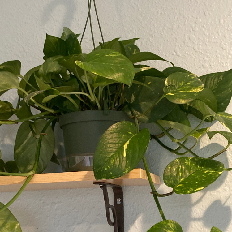 Taro Vine plant photo by @mira named Lola on Greg, the plant care app.