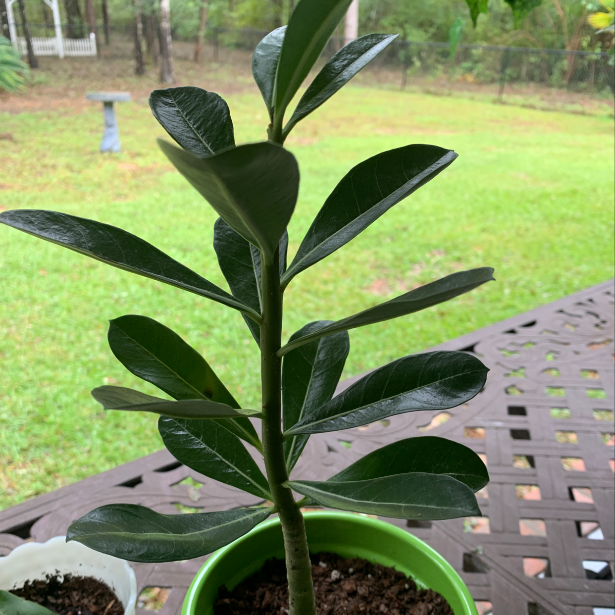 Photo of the plant species Peppermint by Liz a named Rose on Greg, the plant care app