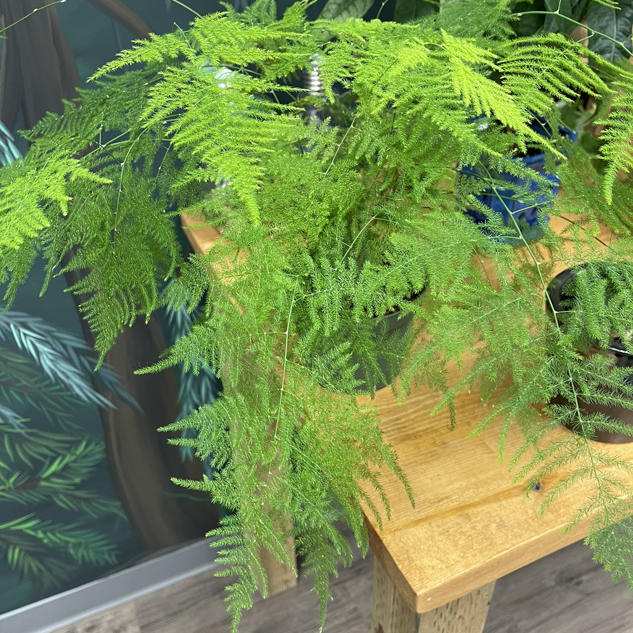 Asparagus Fern plant photo by @KingCanna named Fern Fern on Greg, the plant care app.