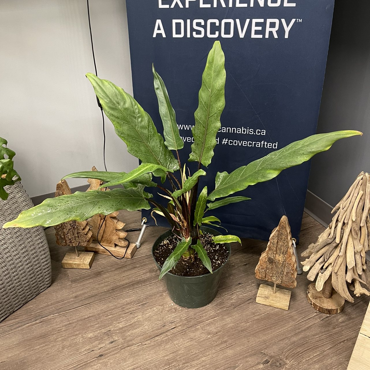 Photo of the plant species Purple Sword by @KingCanna named Purple Sword on Greg, the plant care app