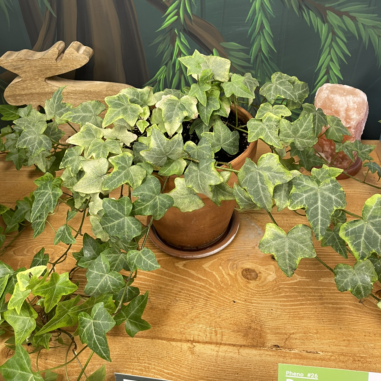 English Ivy plant photo by @KingCanna named 7 Foot Ivy on Greg, the plant care app.