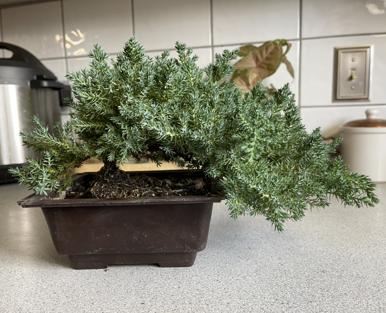 Sargent Juniper plant photo by @KingCanna named June buggy Bonsai on Greg, the plant care app.