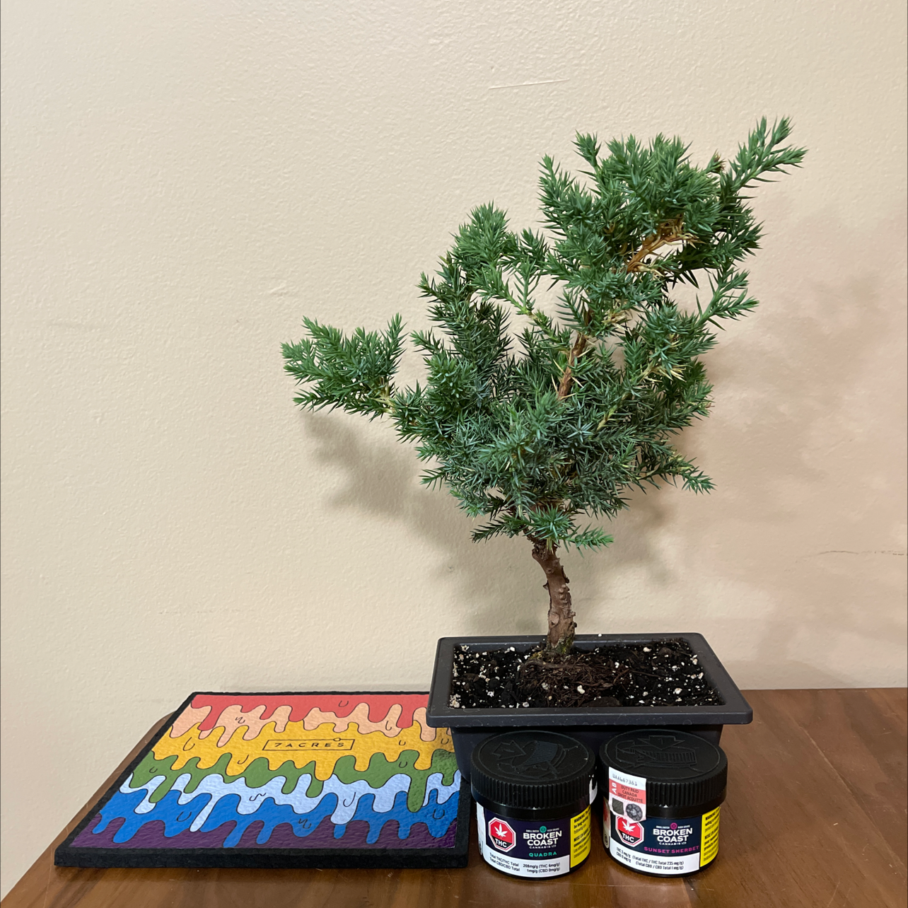 Photo of the plant species Sargent Juniper by @KingCanna named Juniper Bonsai #2 on Greg, the plant care app