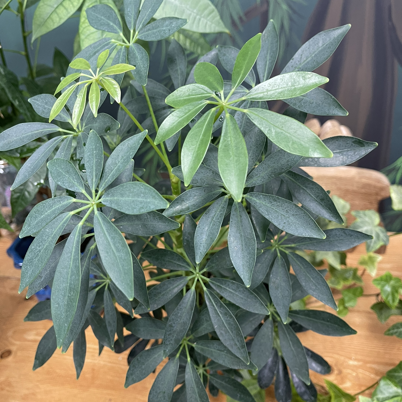 Dwarf Umbrella Tree plant photo by @KingCanna named Umbrella-ella-ella-eh-eh on Greg, the plant care app.