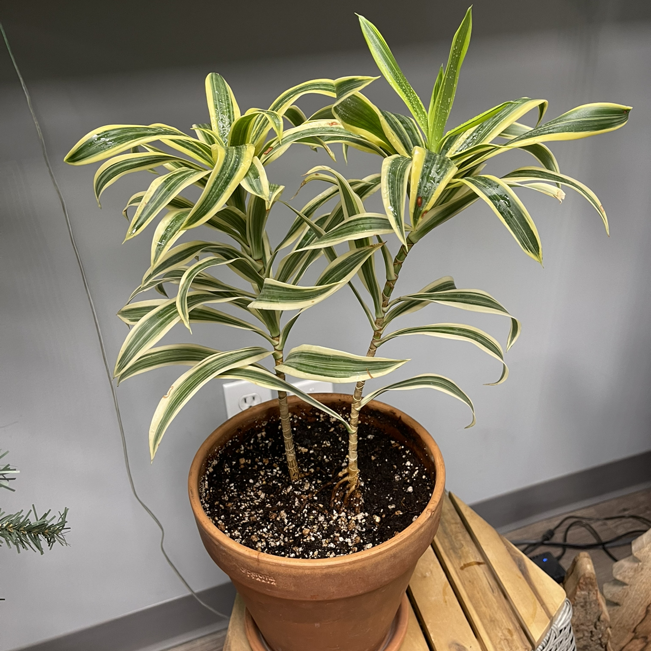 Song of India plant photo by @KingCanna named Dracaena on Greg, the plant care app.