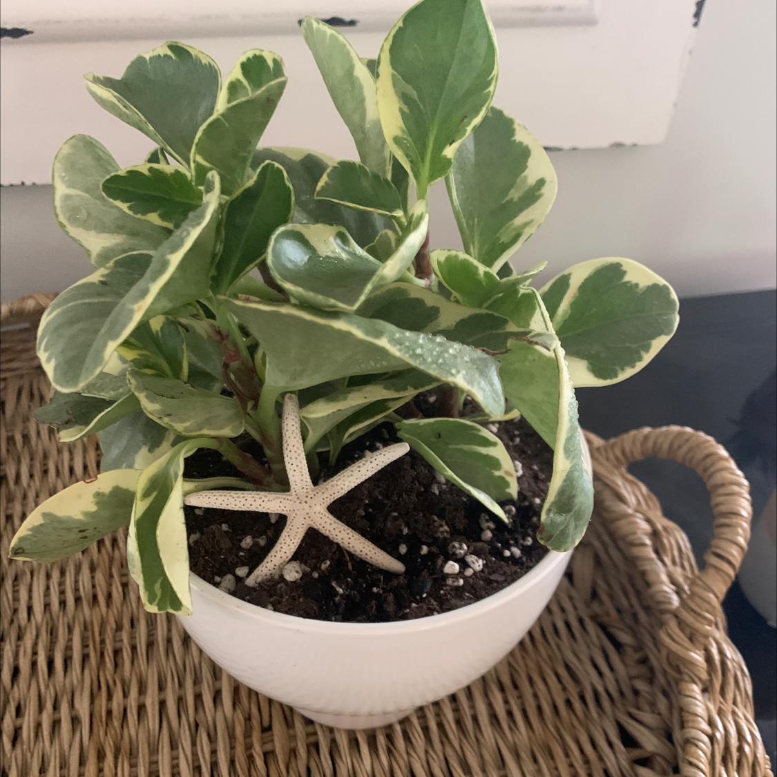 Variegated Baby Rubber Plant in a white pot with a decorative starfish on the soil.