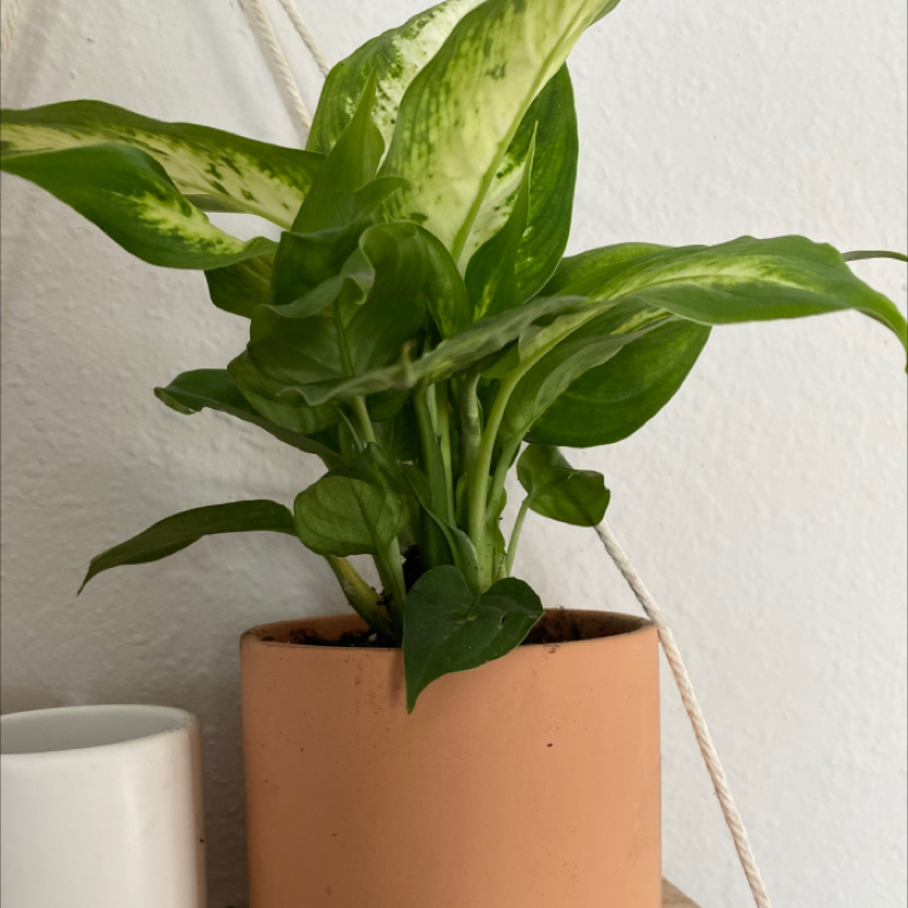 Photo of the plant species Dieffenbachia 'Camille' by @ToriSchwimmer named Hades on Greg, the plant care app