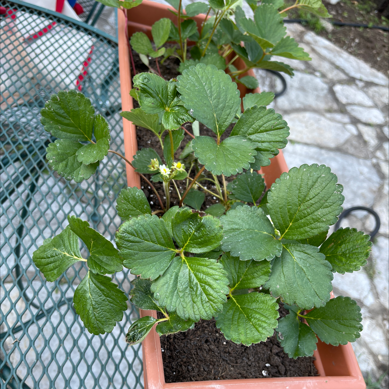 California Strawberry plant in a rectangular planter with green leaves and some flowers.