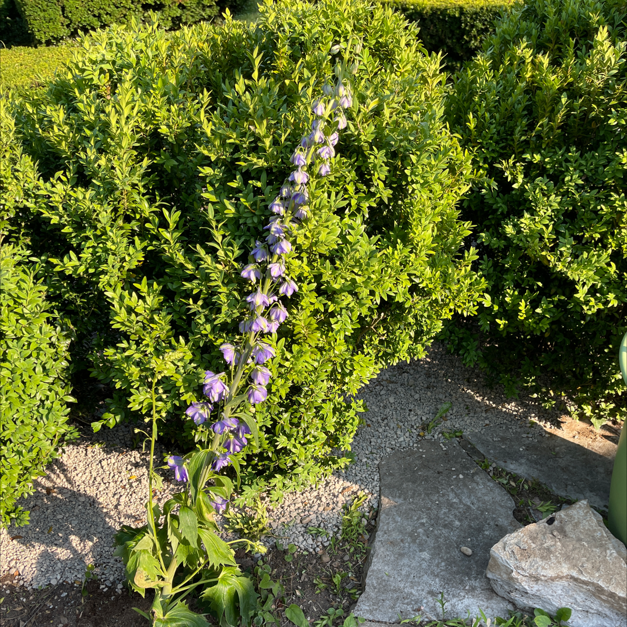 Photo of the plant species Flathead Larkspur by @Mishka named Daphne on Greg, the plant care app