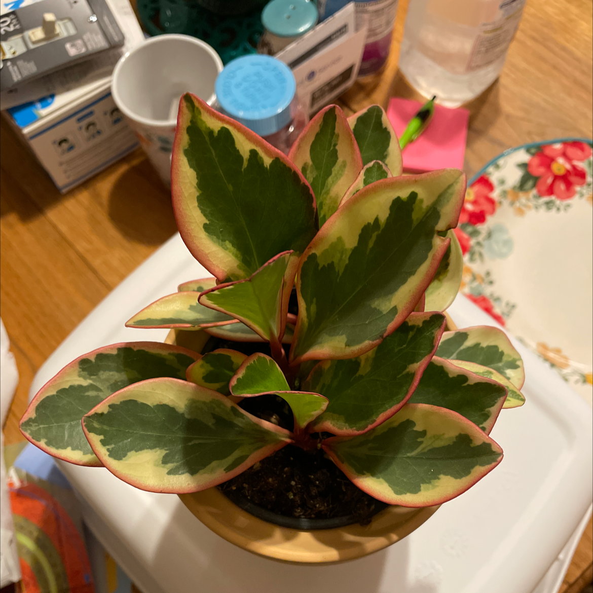 Rainbow Peperomia plant with variegated leaves in a pot, surrounded by household items.