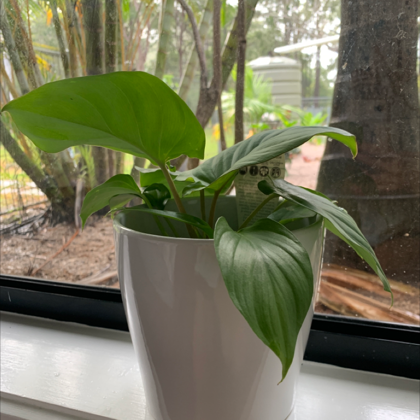 Healthy Chinese Taro plant with large, glossy green leaves in a white pot on a window sill.