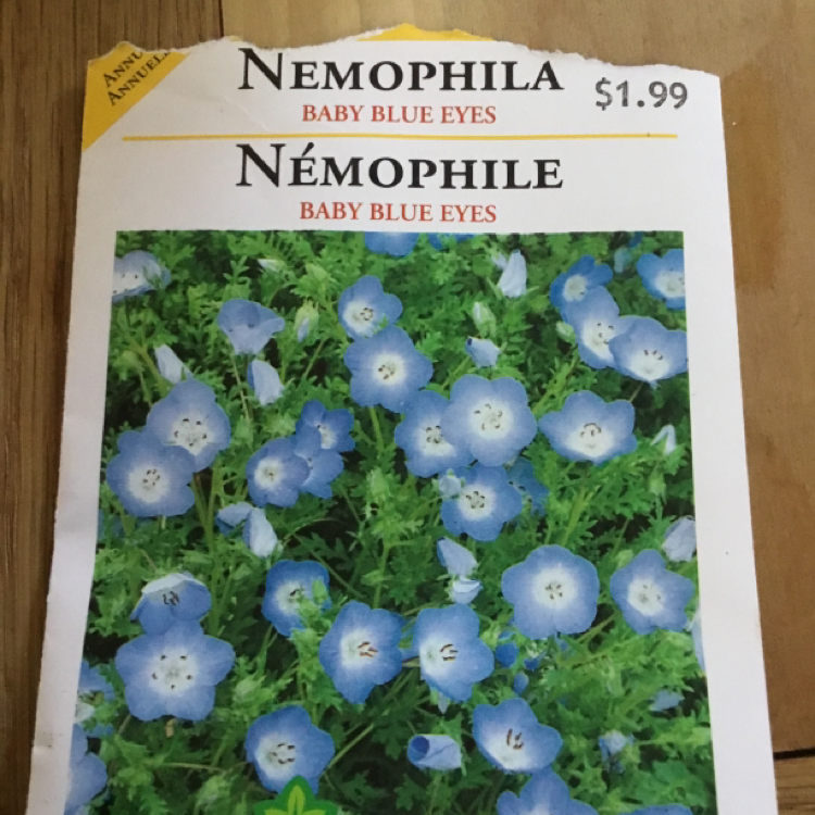 Plant care for Forget-Me-Not on Greg, the plant care app