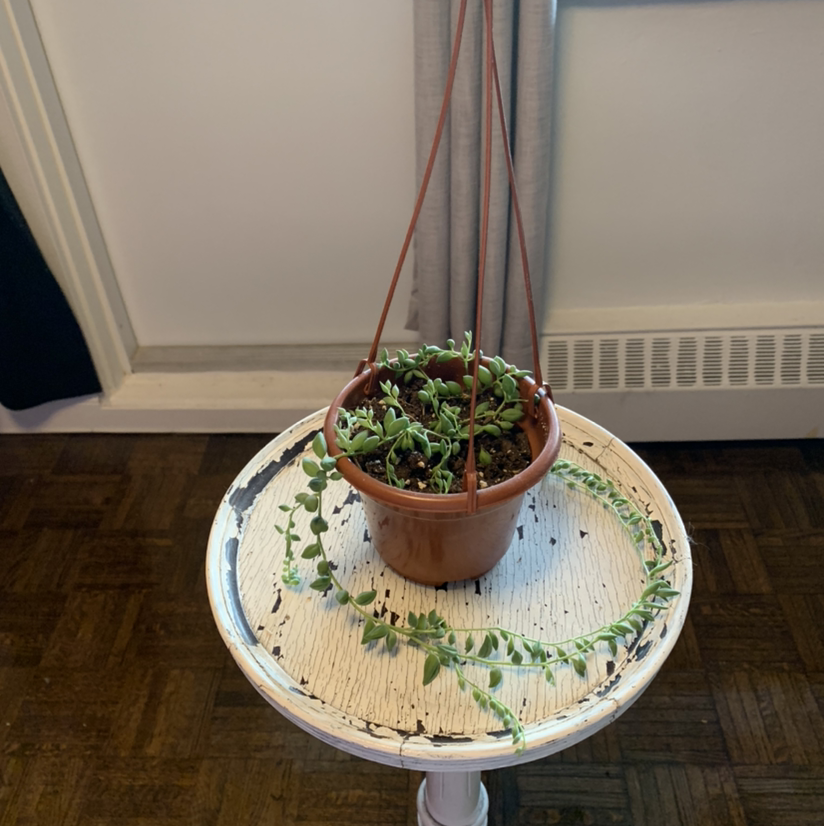 Potted String of Watermelons plant on a small table, healthy and well-framed.