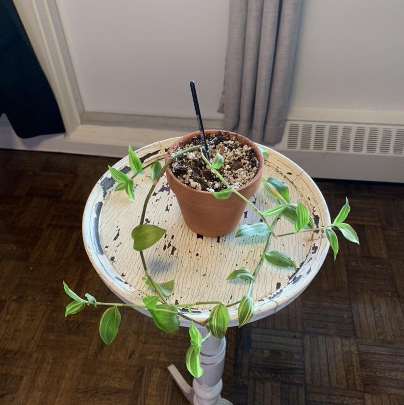 Tradescantia albiflora 'Albovittata' in a pot on a round table with visible soil.
