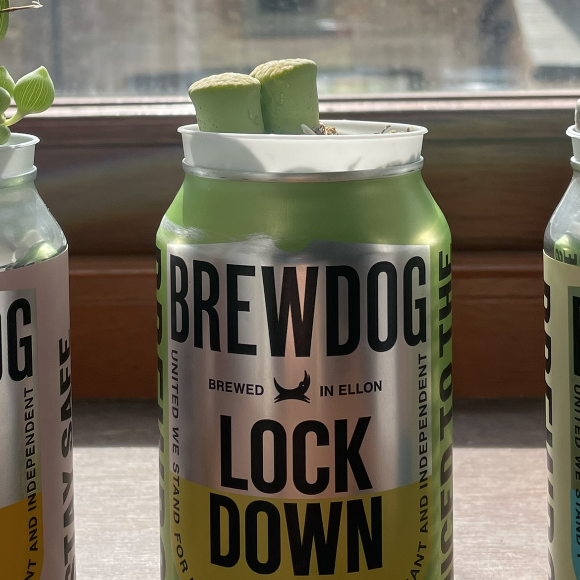 Lithops bromfieldii plant growing in a repurposed beverage can, well-lit and focused.