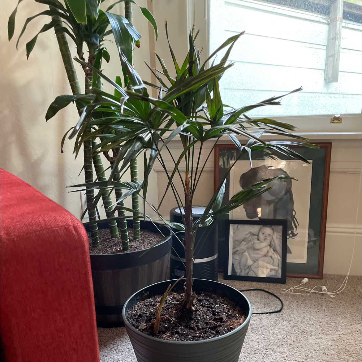 A healthy Rhapis palm in a black pot, with lush green fronds and no signs of disease, sitting on a carpet near a window.