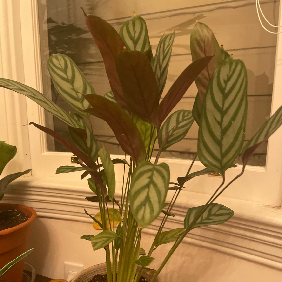 Stromanthe sanguinea 'Tricolor' plant with variegated leaves near a window.