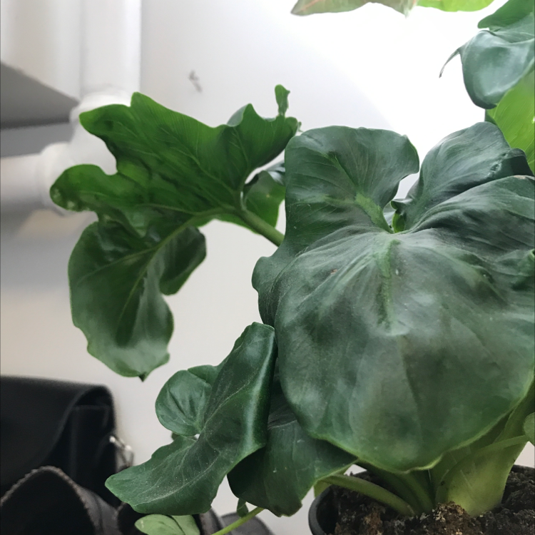 Philodendron 'Super Atom' with healthy, glossy green leaves and visible soil.