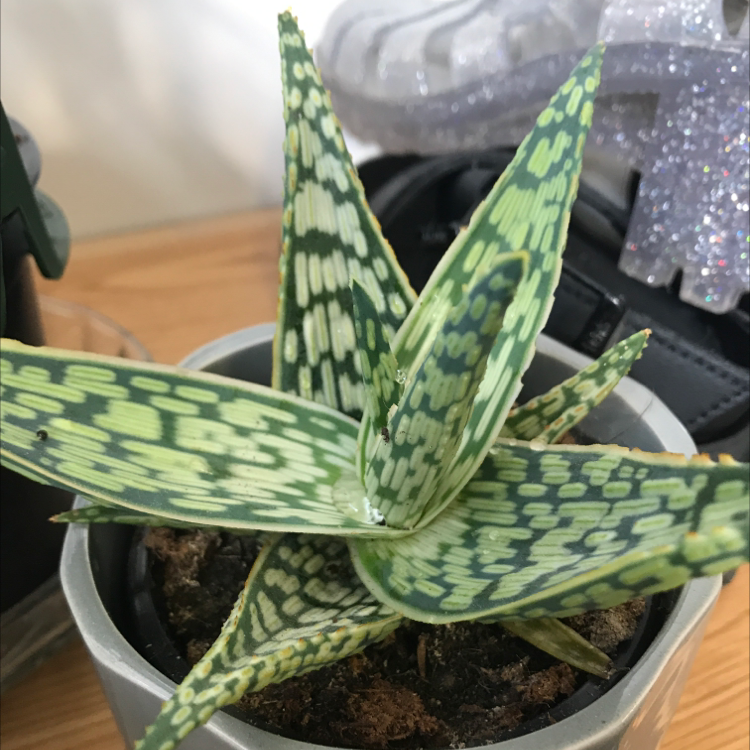 Tiger Aloe plant in a small pot with visible soil and vibrant green leaves with white spots.
