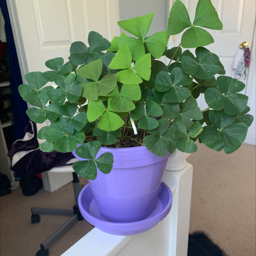 Potted Creeping Woodsorrel plant in a purple pot with healthy green leaves.