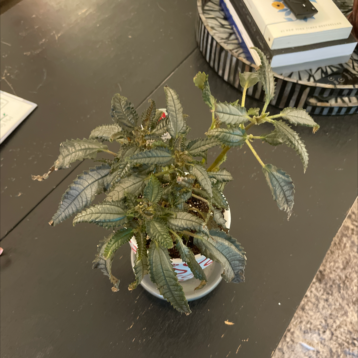 Dark Mystery Pilea plant with some yellowing and browning leaves in a pot on a table.