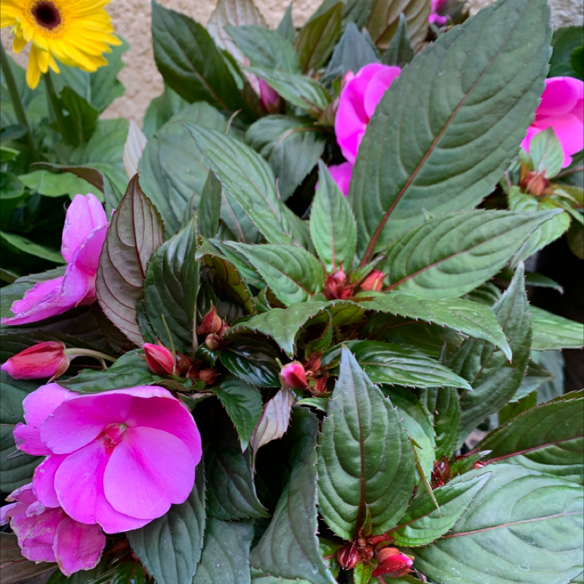 Why Are My New Guinea Impatiens Leaves Curling?