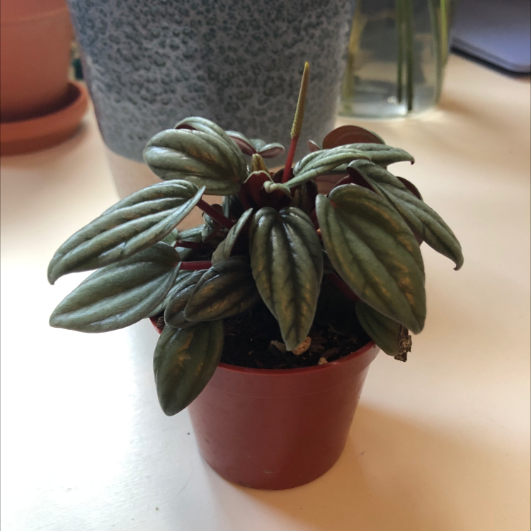 Photo of the plant species Peperomia marmorata by Reese named Marilyn on Greg, the plant care app