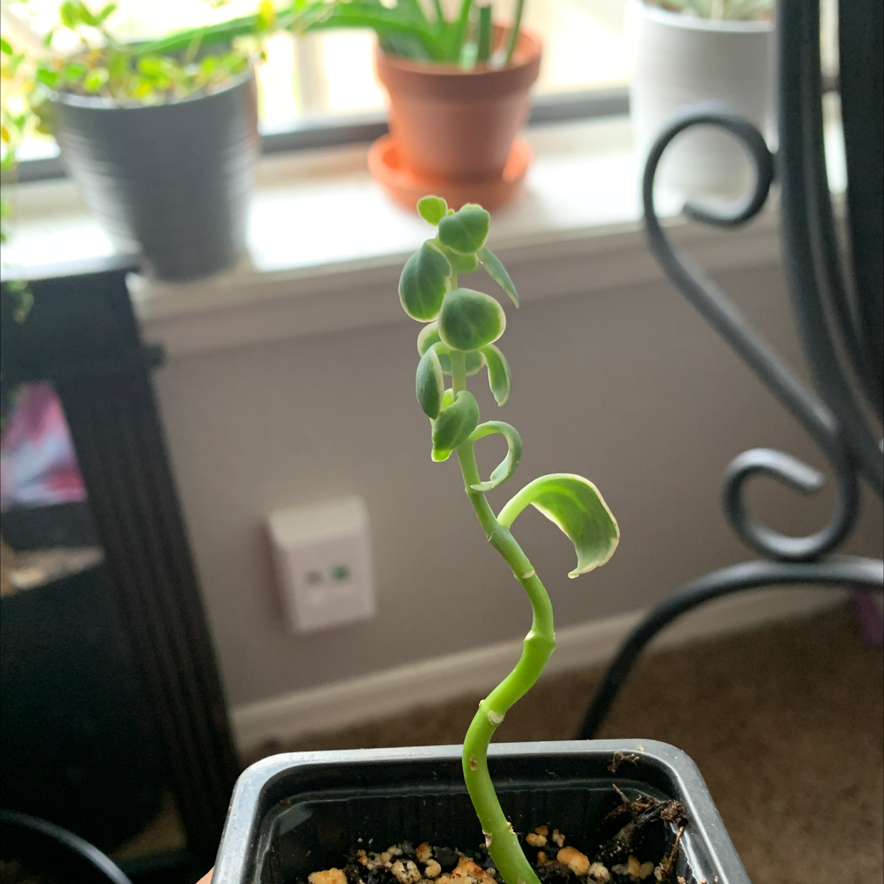 Photo of the plant species Frosty Pink Kalanchoe by Kay named Athena on Greg, the plant care app