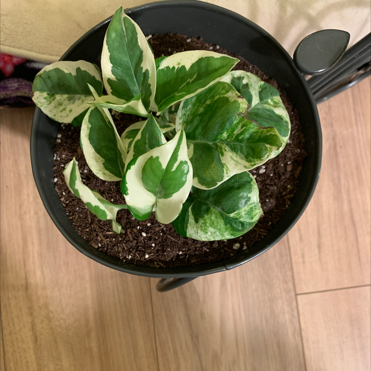 Pothos N' Joy plant in a black pot with variegated green and white leaves.