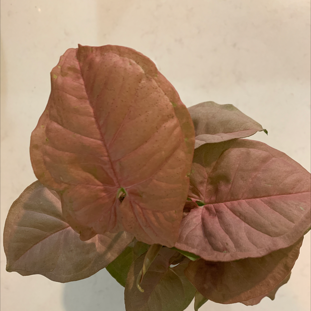 Pink Syngonium plant with healthy pinkish leaves.