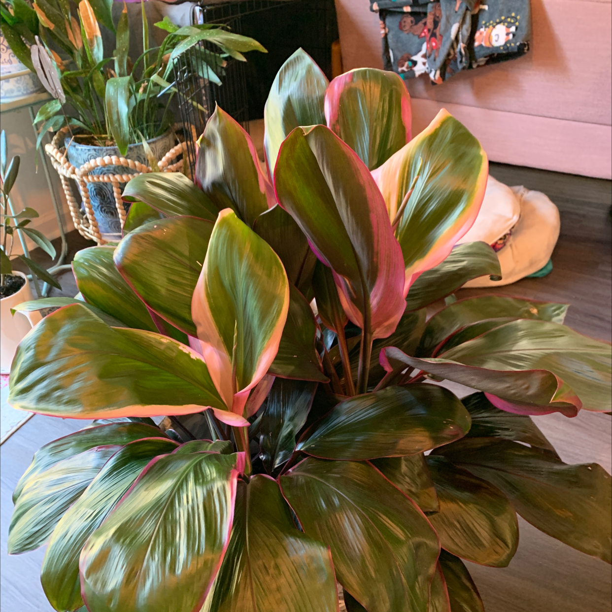 Healthy Ti Plant with vibrant multicolored leaves in shades of green, pink, and red. The plant is well-framed and in focus.