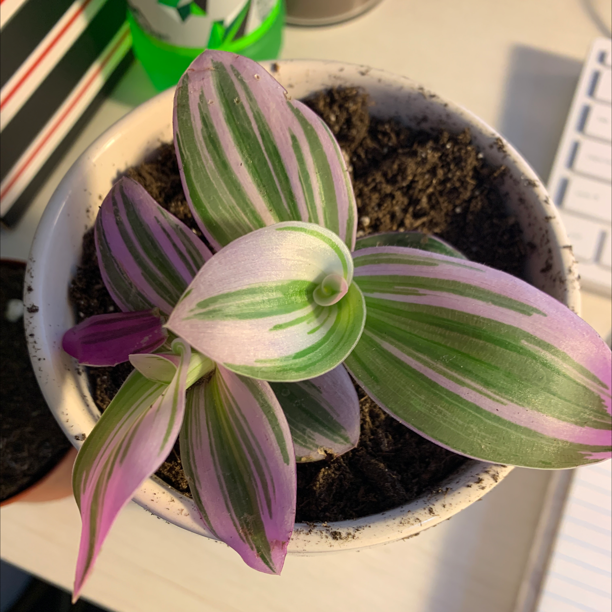 Small-leaf spiderwort in ceramic pot with green and purple striped leaves curled. Plant appears healthy, soil is moist. No visible issues.