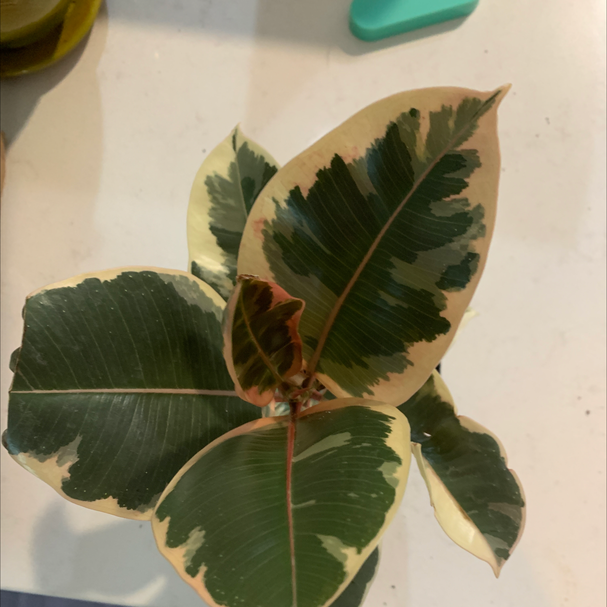 Photo of the plant species Ficus Elastica Decora by @Worldsbestdogmom named Sir Plancelot on Greg, the plant care app