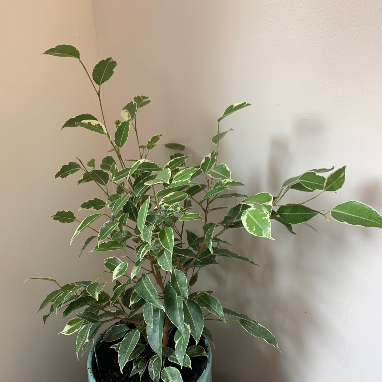 A healthy, glossy weeping fig plant with vibrant green foliage, well-framed against a plain background.