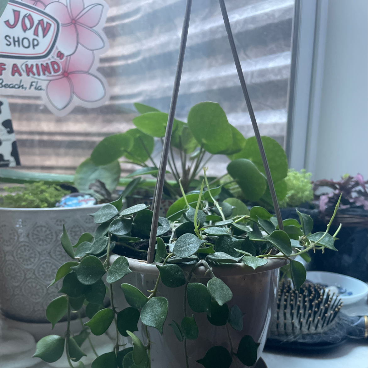 Photo of the plant species Fung Wax Flower by @katefos named tituba on Greg, the plant care app