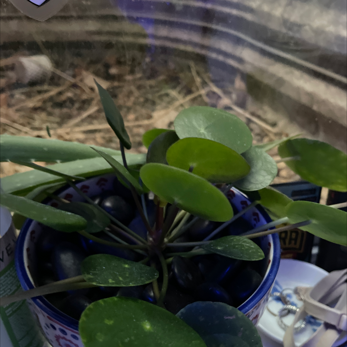 Chinese Money Plant plant photo by @katefos named dinka on Greg, the plant care app.