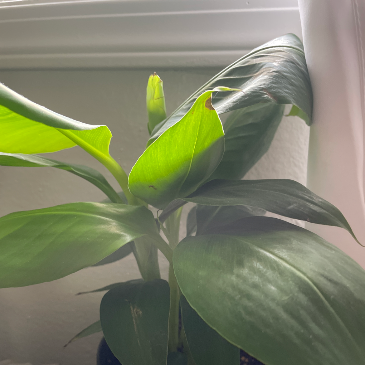 Dwarf Banana plant with healthy green leaves near a window.
