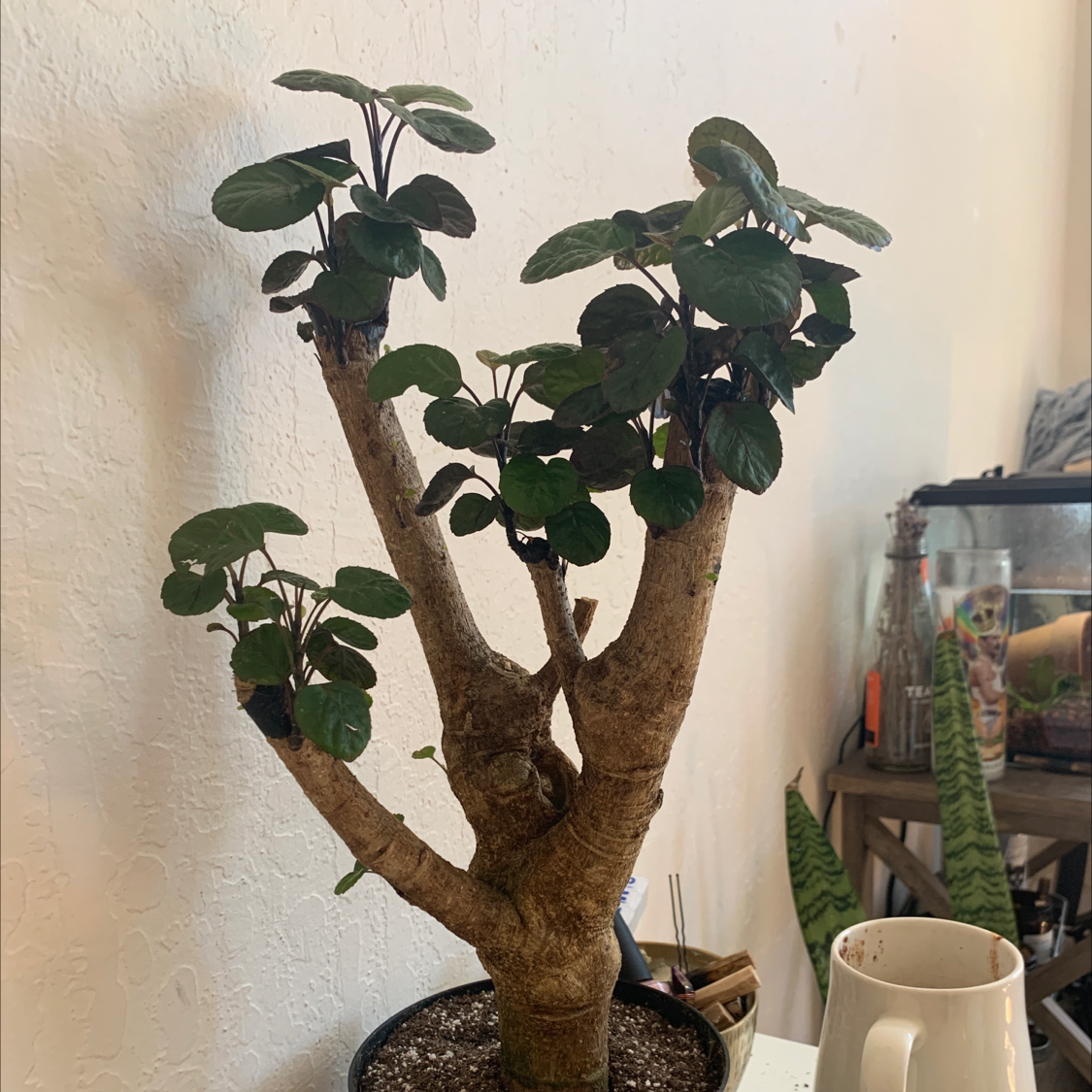 Fabian Aralia plant with dark green leaves and a thick, woody stem in a pot indoors.