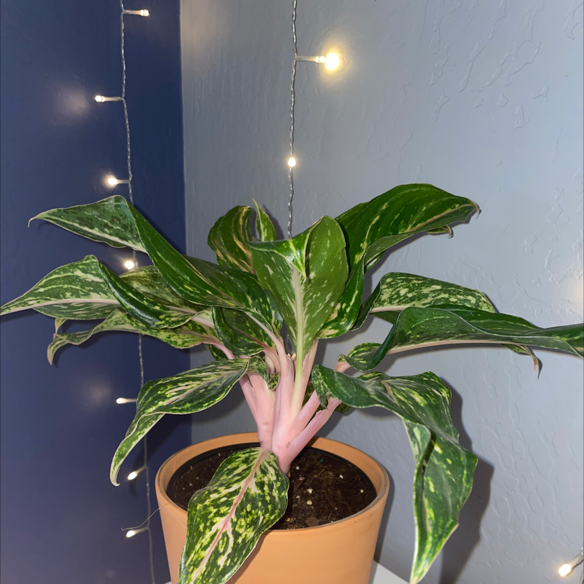 Potted Aglaonema 'Sparkling Sarah' plant with healthy variegated leaves indoors.