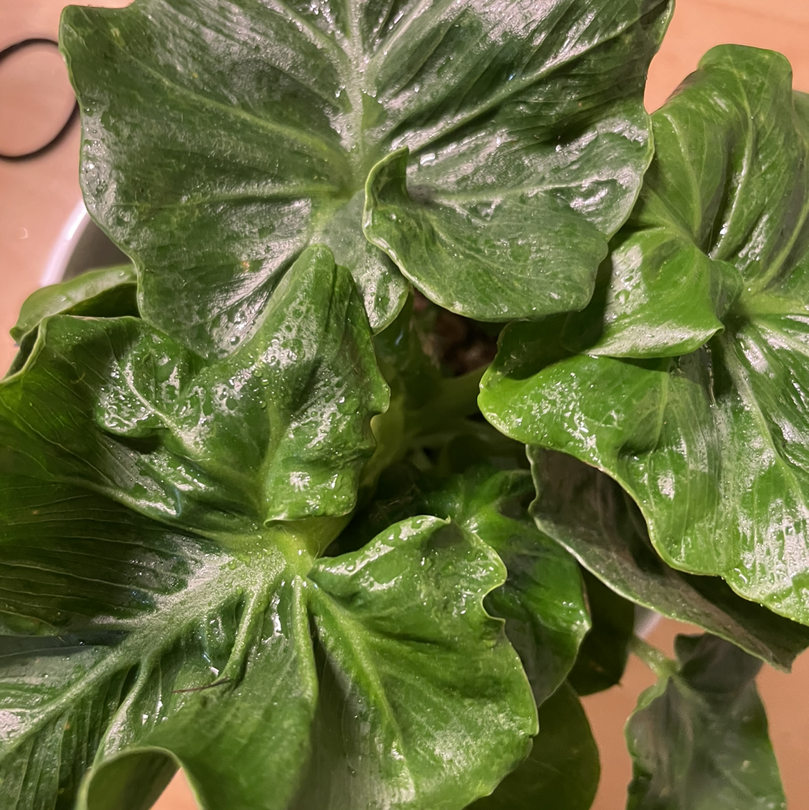 Photo of the plant species Philodendron 'Super Atom' by @silentsucculent named Kronos on Greg, the plant care app