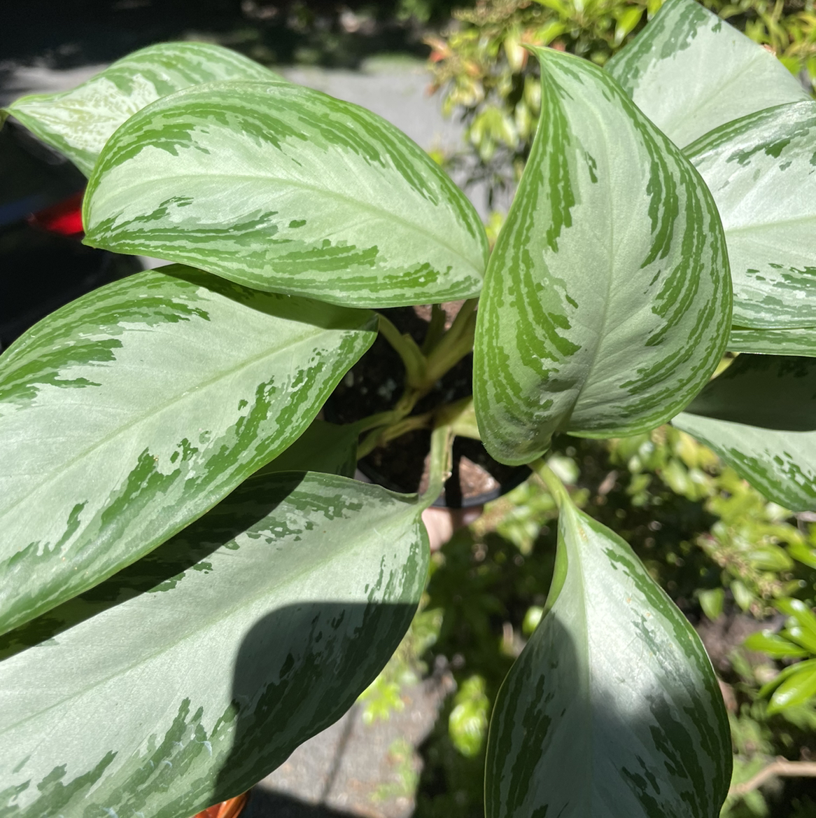 Photo of the plant species Aglaonema 'Silver Bay' by @silentsucculent named Atlas on Greg, the plant care app