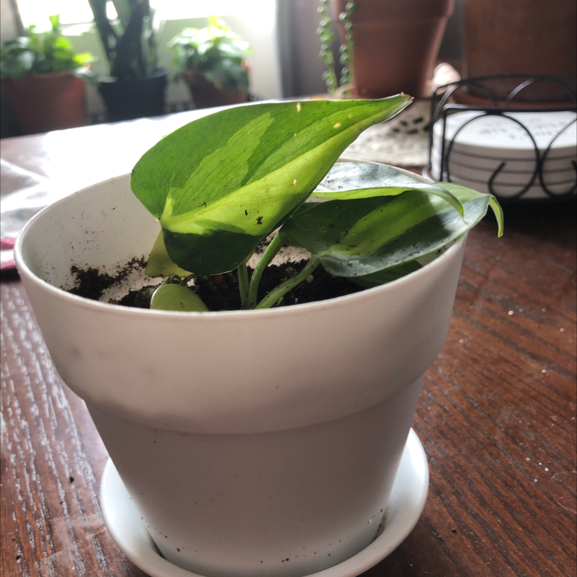 Silver Leaf Philodendron in a white pot on a wooden table, healthy green leaves.