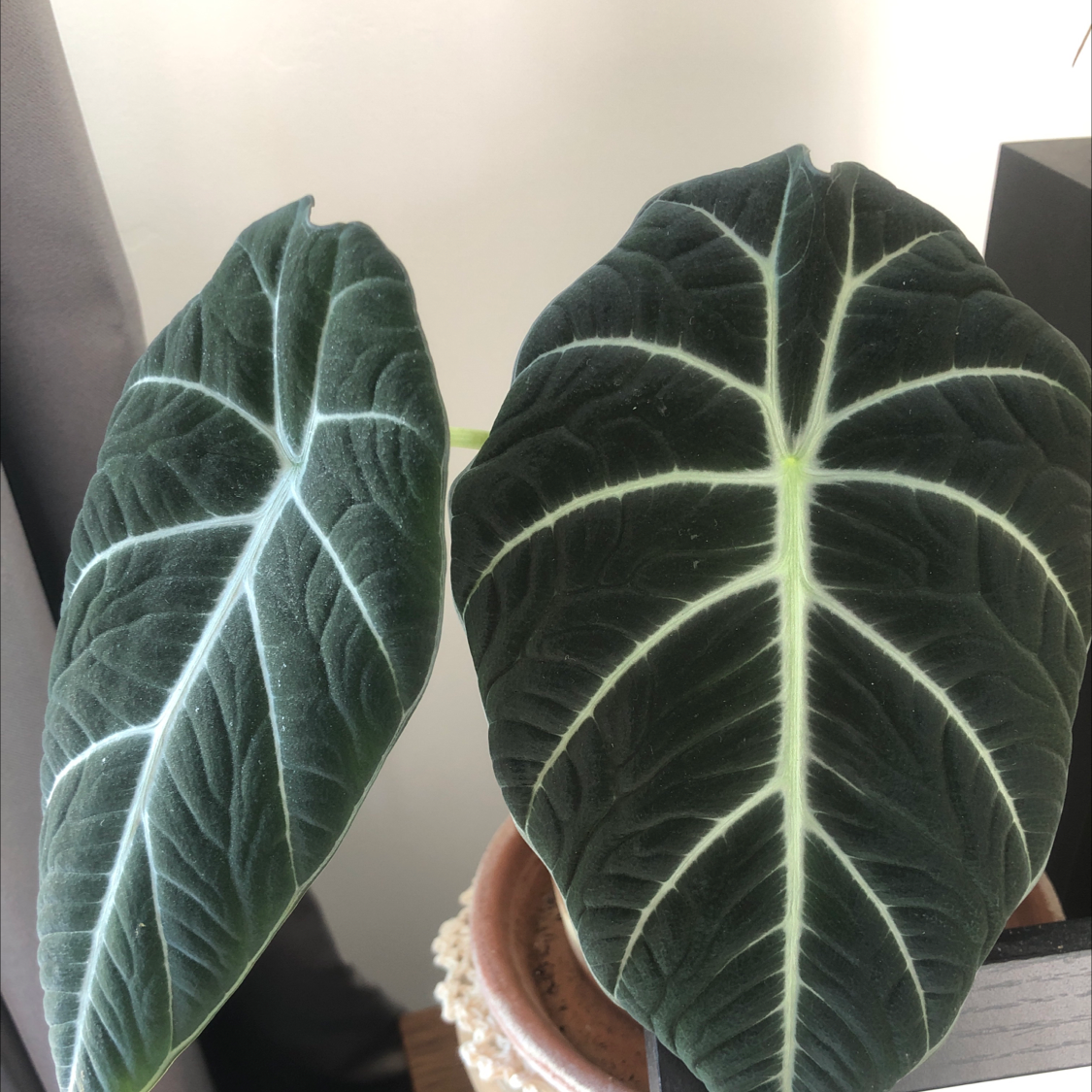 Photo of the plant species Black Velvet Alocasia by @Kayrigb named Lola on Greg, the plant care app