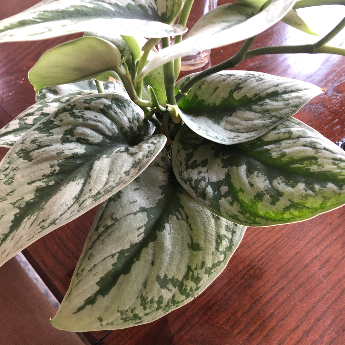 Photo of the plant species Silver Satin Pothos by @Kayrigb named Sol on Greg, the plant care app