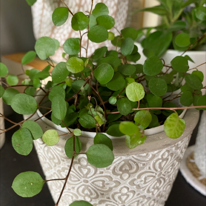 Sprawling Wirevine plant in a decorative pot with vibrant green leaves.
