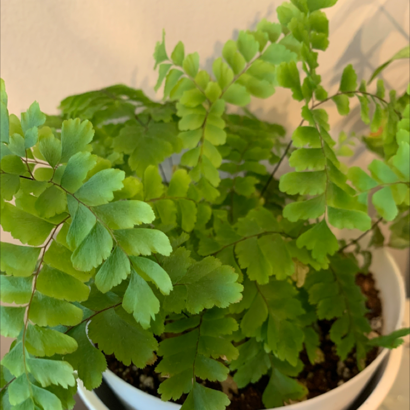 Northern Maidenhair Fern in a white pot with vibrant green leaves.